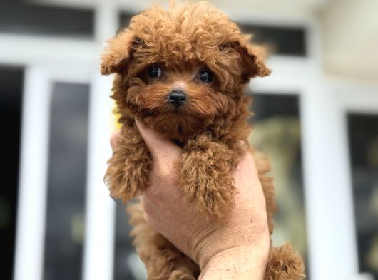 Show Kalite Micro Tea Cup Kore Poodle Yavrularımız görsel
