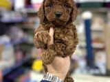 Toy Poodle Irkının En Güzel Yavruları Için Arayabilirsiniz