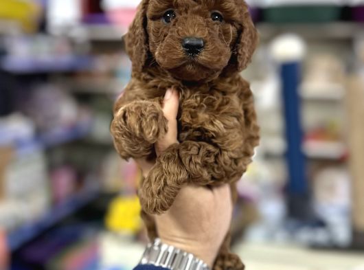Toy Poodle Irkının En Güzel Yavruları Için Arayabilirsiniz görsel