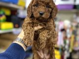 Toy poodle ırkının en güzel yavruları için arayabilirsiniz