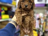 Toy Poodle Irkının En Güzel Yavruları Için Arayabilirsiniz