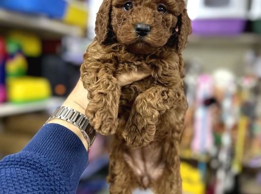 Toy Poodle Irkının En Güzel Yavruları Için Arayabilirsiniz görsel
