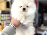 Üst Kalite Pomeranian Yavrularımız Için Arayabilirsiniz