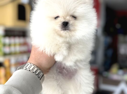 Üst Kalite Pomeranian Yavrularımız Için Arayabilirsiniz görsel