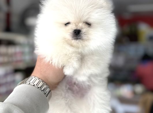 Üst Kalite Pomeranian Yavrularımız Için Arayabilirsiniz görsel