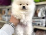 Üst kalite Pomeranian yavrularımız için arayabilirsiniz