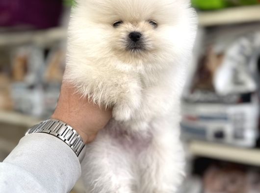 Üst Kalite Pomeranian Yavrularımız Için Arayabilirsiniz