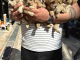 Sağlıklı Orjinal Bebekler