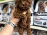 Toy Poodle Yavrularımız Irk Ve Sağlık Garantilidir