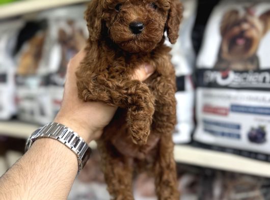 Toy Poodle Yavrularımız Irk Ve Sağlık Garantilidir görsel