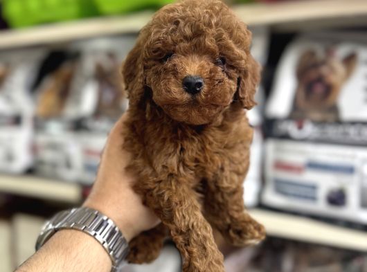 Toy Poodle Yavrularımız Irk Ve Sağlık Garantilidir