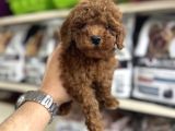 Toy Poodle Yavrularımız Irk Ve Sağlık Garantilidir