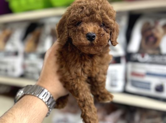Toy Poodle Yavrularımız Irk Ve Sağlık Garantilidir görsel