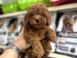 Toy Poodle Yavrularımız Irk Ve Sağlık Garantilidir