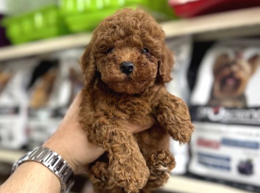 Toy Poodle Yavrularımız Irk Ve Sağlık Garantilidir görsel