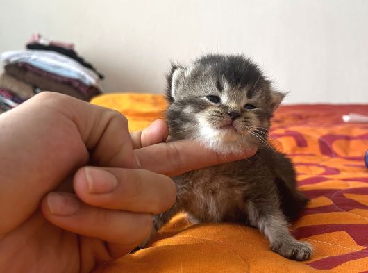 Bluepoi̇nt Yavrulari 3 Adet görsel
