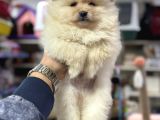 Her Renk Pomeranian Yavrumuz Mevcuttur