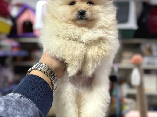 Her Renk Pomeranian Yavrumuz Mevcuttur görsel