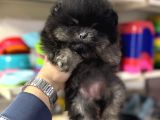 Her Renk Pomeranian Yavrumuz Mevcuttur