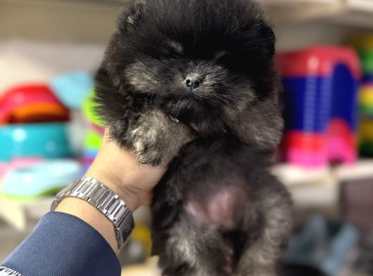 Her Renk Pomeranian Yavrumuz Mevcuttur görsel