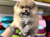 Her renk Pomeranian yavrumuz mevcuttur