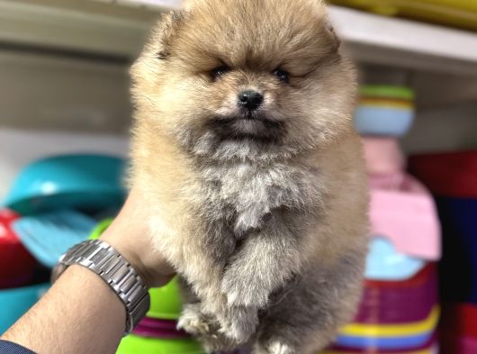 Orange Pomeranian Boo Yavrumuz görsel
