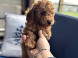 Toy Poodle Orjinal Safkan Yavrularımız