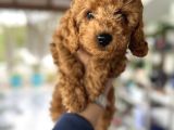 Toy Poodle Miniklerimiz Irk Ve Sağlık Garantili