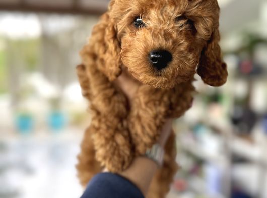 Toy Poodle Miniklerimiz Irk Ve Sağlık Garantili görsel