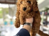 Toy Poodle Miniklerimiz Irk Ve Sağlık Garantili