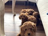 Toy Poodle Orjinal Safkan Yavrularımız