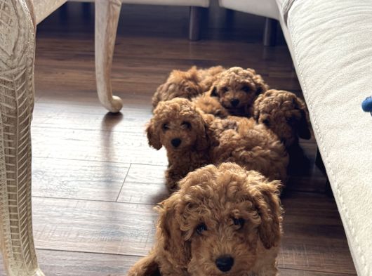 Toy Poodle Orjinal Safkan Yavrularımız görsel