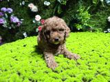 Mini Mini Toy Poodle Bebekler