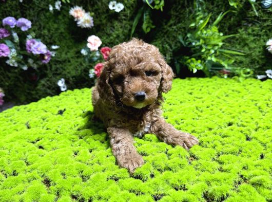 Mini Mini Toy Poodle Bebekler görsel