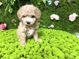 Mini toy poodle bebekler