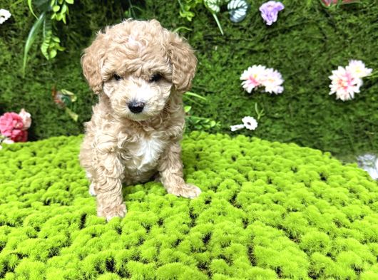 Mini Toy Poodle Bebekler