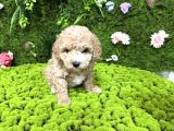 Mini Toy Poodle Bebekler