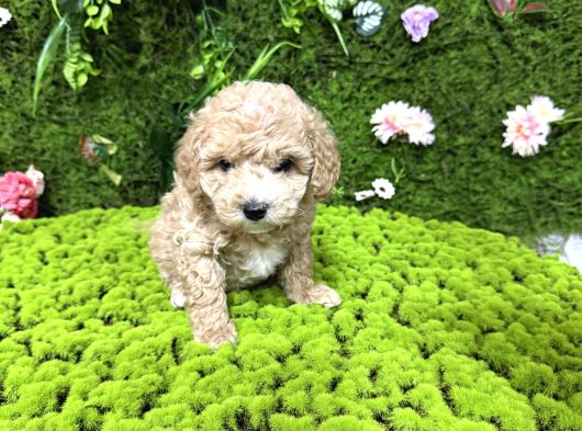 Mini Toy Poodle Bebekler görsel