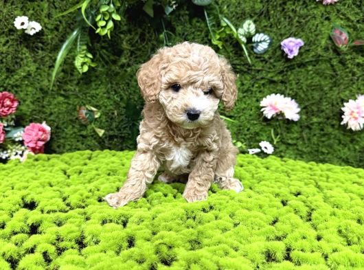 Mini Toy Poodle Bebekler görsel