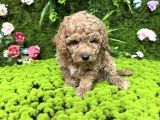 Mini Mini Toy Poodle Bebekler