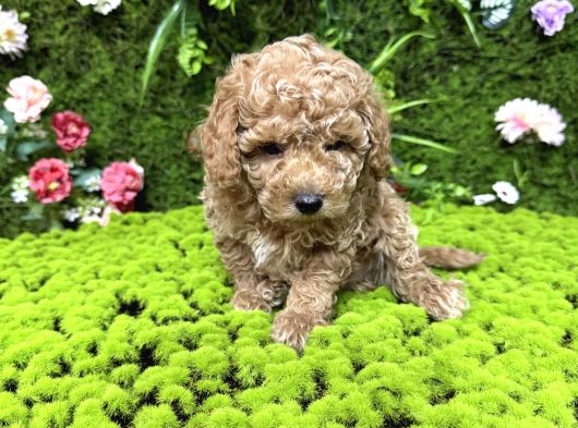 Mini Mini Toy Poodle Bebekler görsel