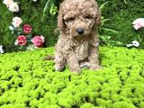 Mini Mini Toy Poodle Bebekler