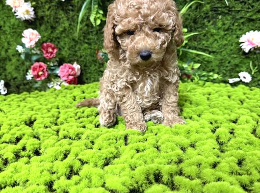 Mini Mini Toy Poodle Bebekler görsel