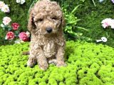 Mini mini toy poodle bebekler