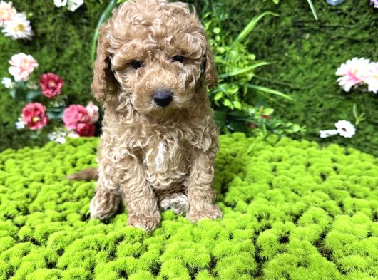 Mini Mini Toy Poodle Bebekler