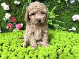 Mini Mini Toy Poodle Bebekler