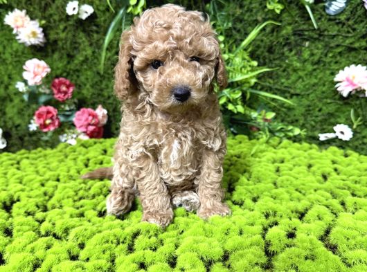 Mini Mini Toy Poodle Bebekler görsel
