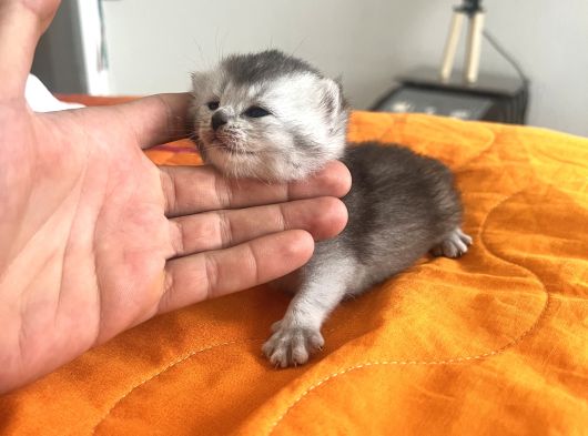 Bluepoi̇nt Yavrulari 3 Adet görsel