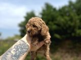 Teacup Şi̇ri̇n Ve Şi̇ri̇neler Yeni Yuvalarını Arıyorlar