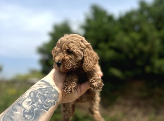 Teacup Şi̇ri̇n Ve Şi̇ri̇neler Yeni Yuvalarını Arıyorlar görsel